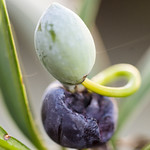 Japanese Yew (aril and seed)