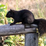 Black Squirrel