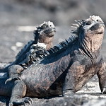 Sea Iguana's sunbath.