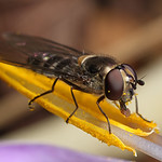 Hoverfly ski jumping