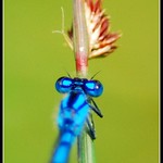 Ol' blue eyes is back