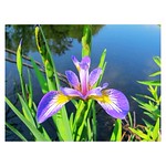 Wild Iris