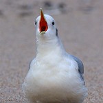 Gaivota-trid&aacute;ctila, adulto / kittiwake, adult (Rissa tridactyla)