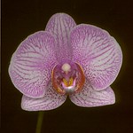 04404 Orchid Fagens Fireworks x New Berry Perfect 900