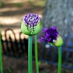 Anticipation Continues...