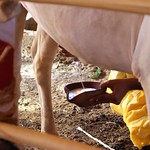 Milk for the Pravargya