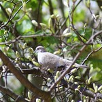 Collered Dove