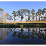 down the pine lines D01660