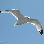 seagull