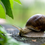 Snail