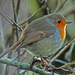 robin