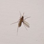 mosquito