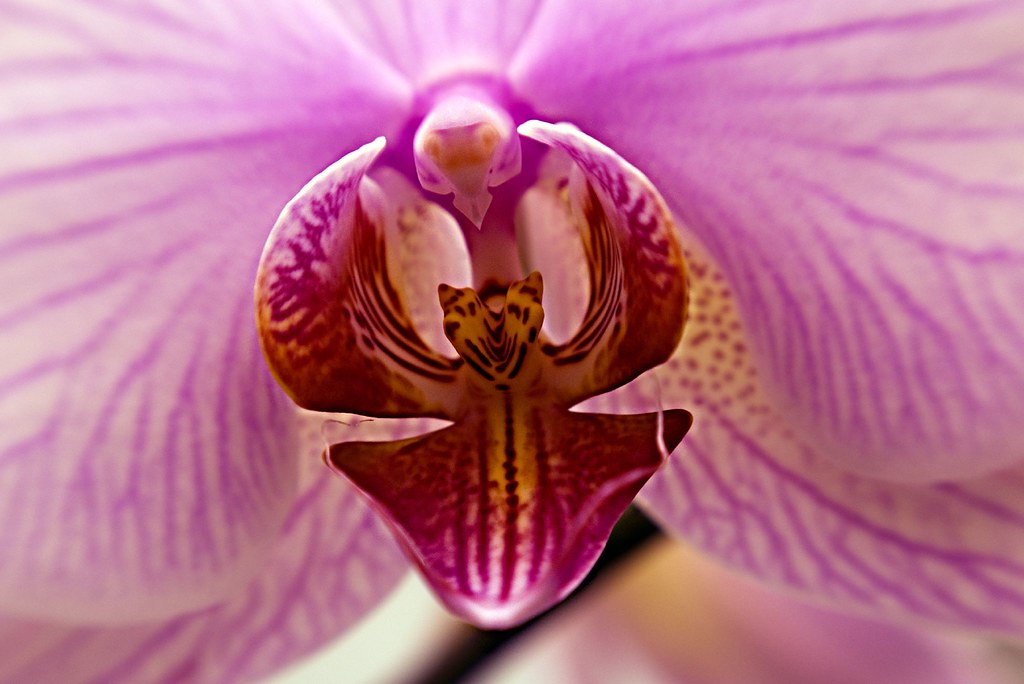 Orchid Angel Harold Davis