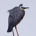 My new punk hair style