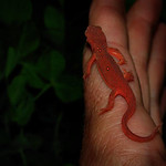 Eastern red newt