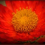 ~ Happy Scarlet Sunday ~