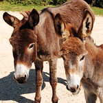 New Forest donkeys