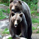 Bears Mating