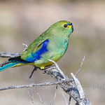 Blue-winged Parrot