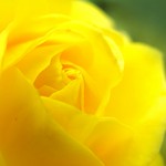 this is a magical beast that holds the secret of light & shadow in a safe place in her heart & when it has been too long grey, she starts to dance & laugh & cry & sing & the sunlight fills her up & spills in wild abandon back into the world again...