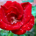 Happy Scarlet Sunday