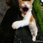 People that hate cats will come back as mice in their next life. ~Faith Resnick