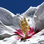 Hibiscus - On Explore