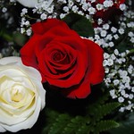 Valentine's Roses