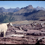 Resident near Sperry Glacier