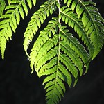 fern leaf