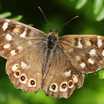 Speckled Wood butterfly (2054)