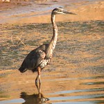 Blue heron in water