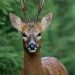 Roe Buck