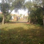 Grow apple trees and honey bees and snow-white turtle doves