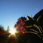 Attrazione fatale - Fatal attraction