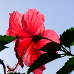 Hibiscus Study-2