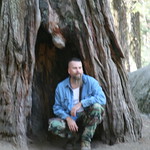 Mariposa Grove of Big Trees Yosemite National Park Ca.