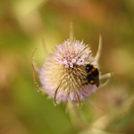 Oooh... it's prickly in here!!