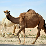 Camel