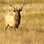 Bull Elk Portrait