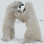 Polar Bear Dance 3