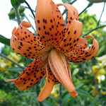 Double tiger Lily