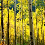 Aspen Grove 2005