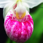 Wild Orchid 066 copy