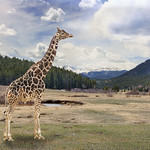 Colorado giraffe