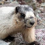 Hoary Marmot