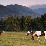 Horse Pasture in Cades Cove