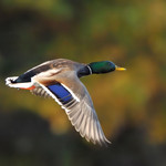 Fall Drake Mallard!