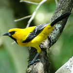 Gonzalito [Yellow Oriole] (Icterus nigrogularis nigrogularis)