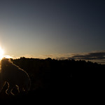 Don't Burn Your Tail Sammy! (37~52)